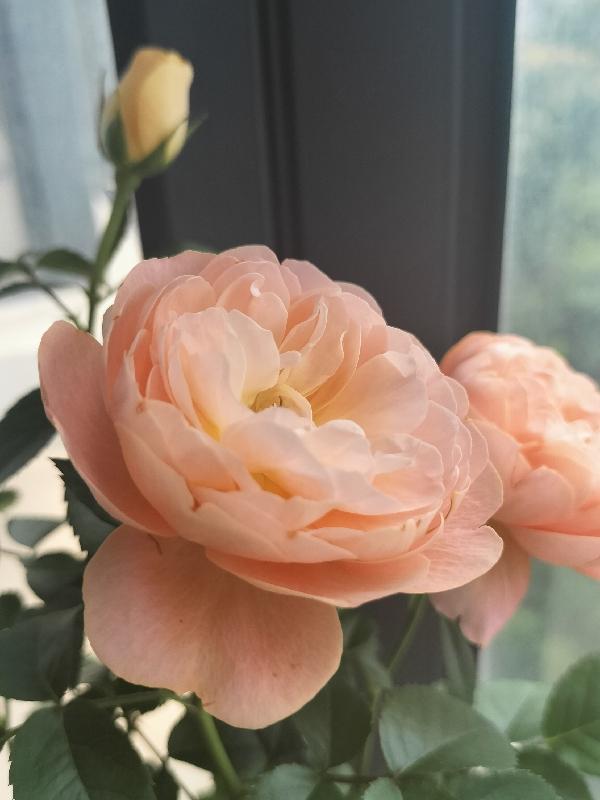 勇闯江湖:腹黑王爷的傲娇小媳妇